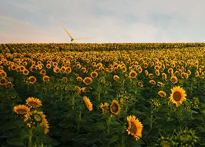 Sunflowers Sustainablity